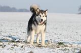ALASKAN MALAMUTE 091